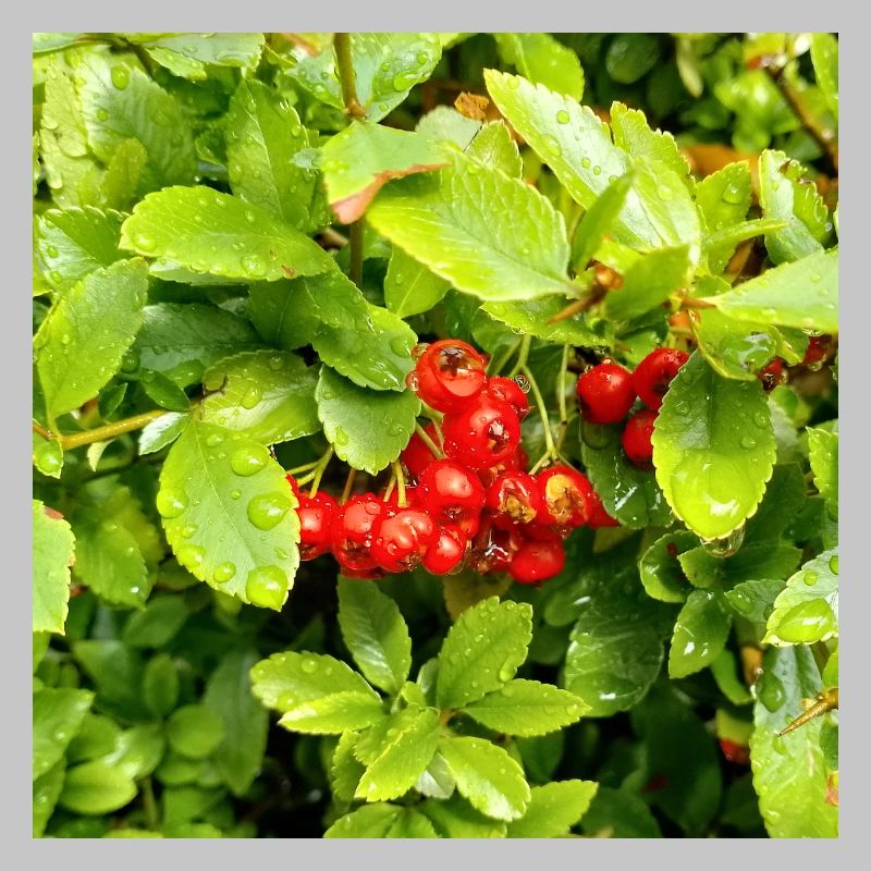 Épine de feu méditerranéenne / Pyracantha coccinea
