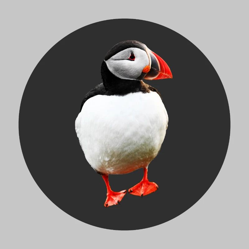 Papageientaucher
