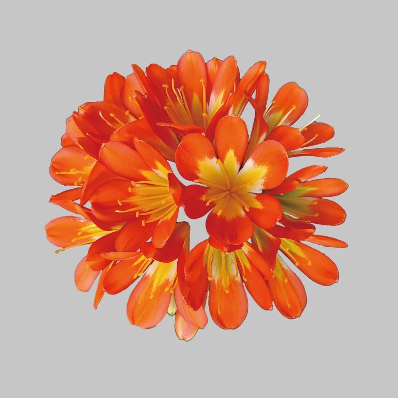 Floraison botanique de clivia orange éclatante