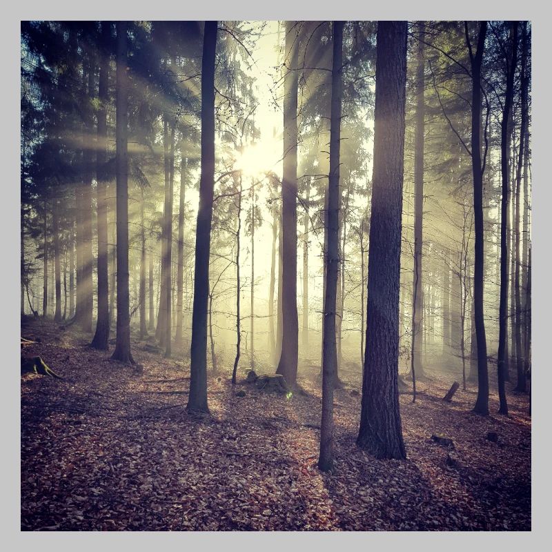 Sunbeams Forest Light