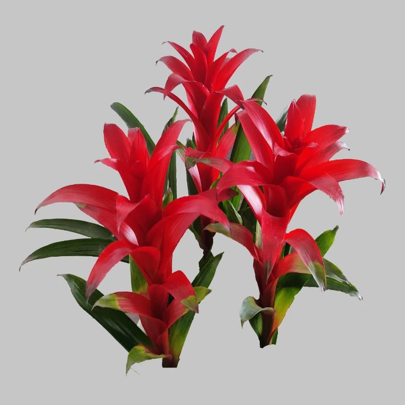 Vibrant_Red_Bromeliads