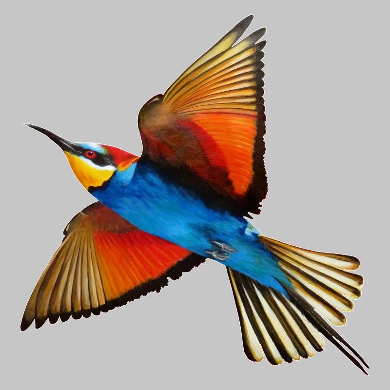 Bee-eater Bird