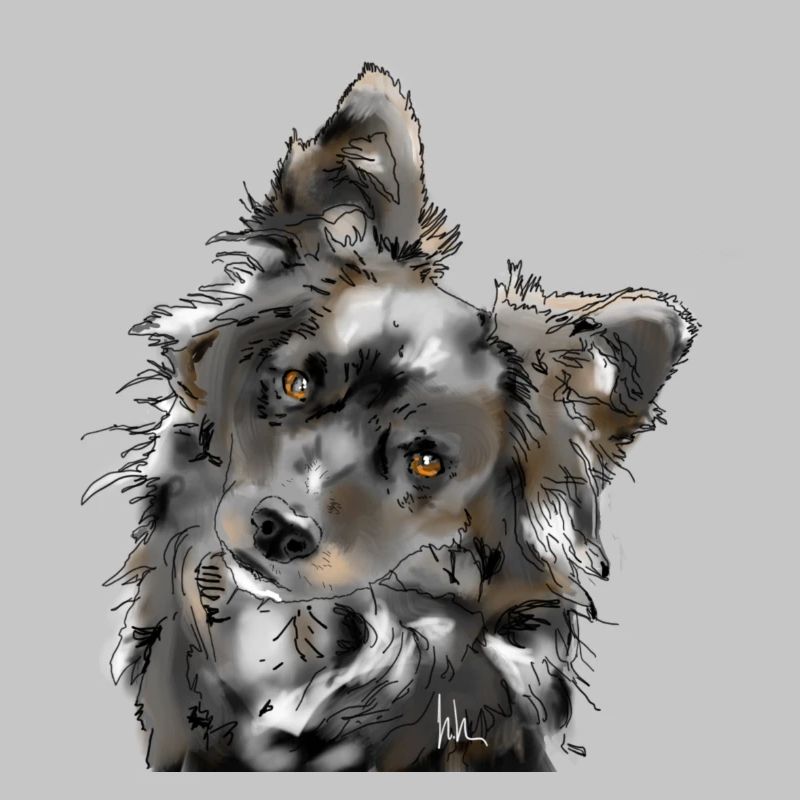 Australian Shepherd