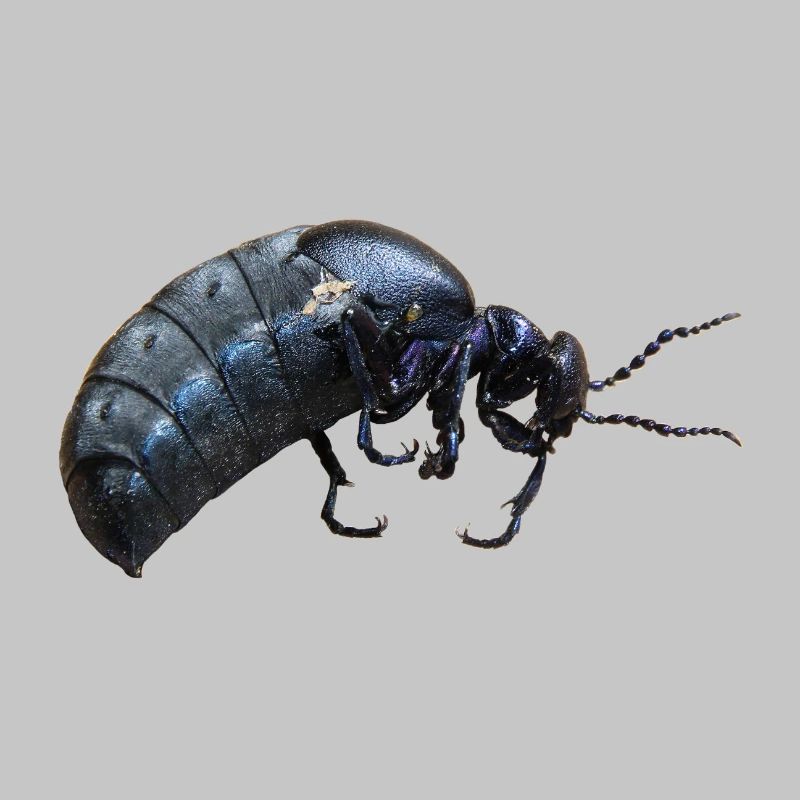 Insecte coléoptère