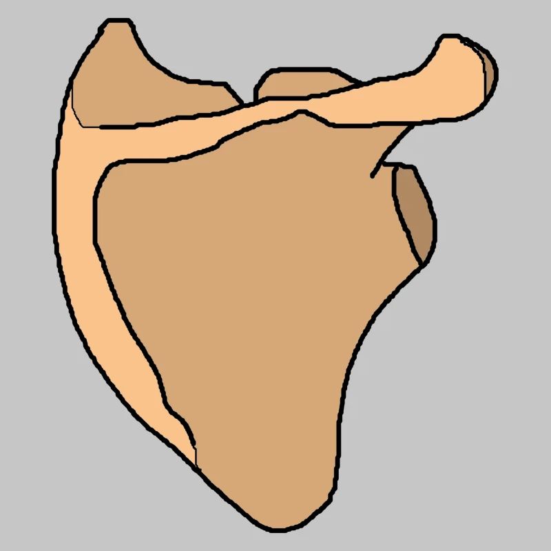 Shoulder blade scapula anatomy skeleton bone