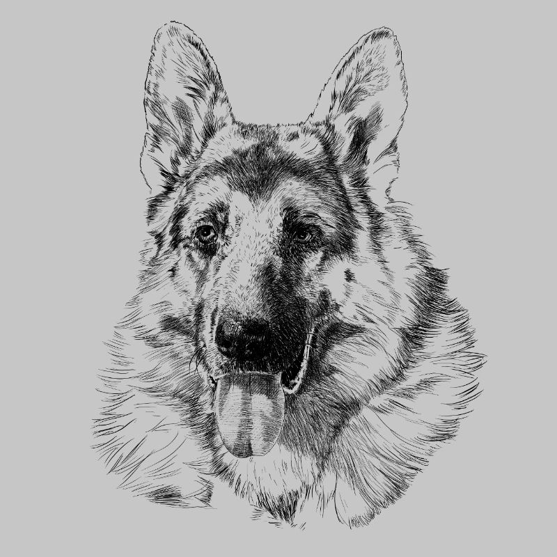 Schäferhund