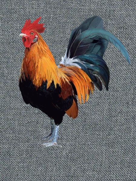 Huhn