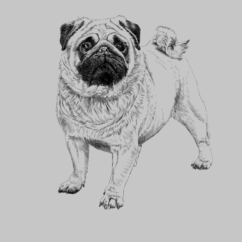 Mops