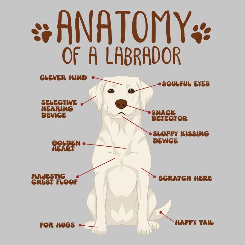 Anatomie eines white Labradors