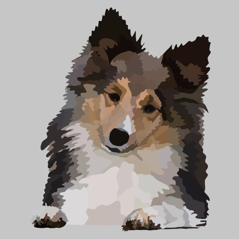 Dani, der Sheltie
