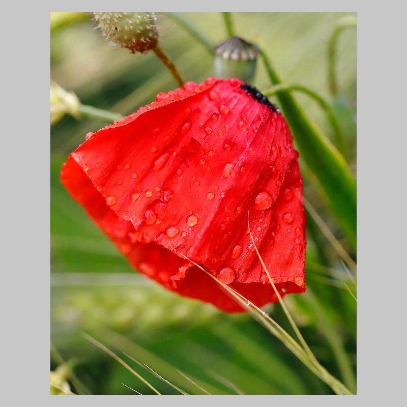 Poppy Drop Pattern Motif