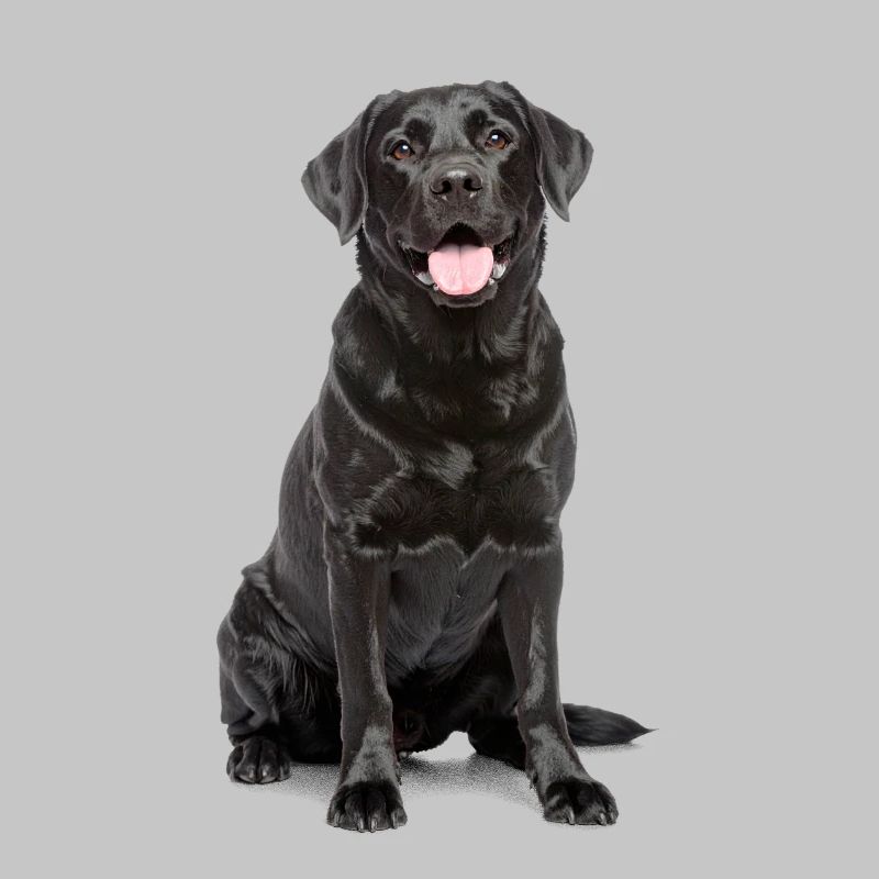 Labrador noir – Loyal, adorable et charmant