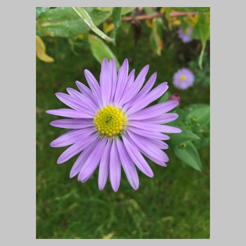 fleur pourpre