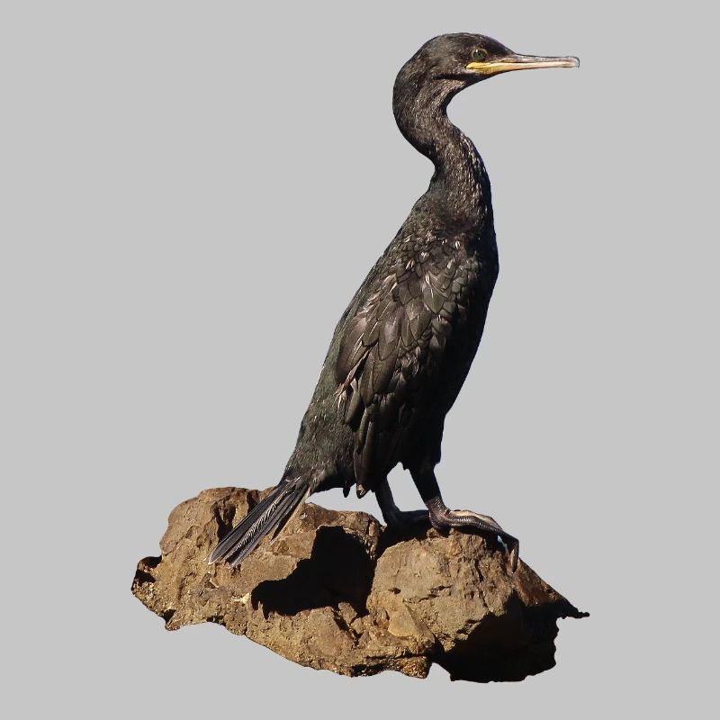 Kormoran