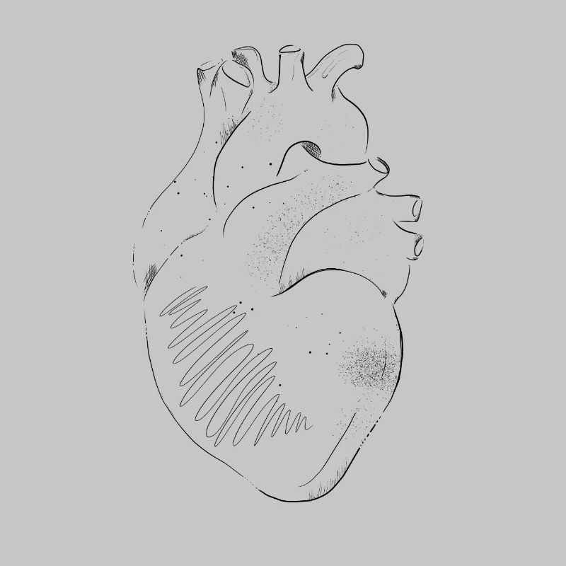 Anatomie Herz
