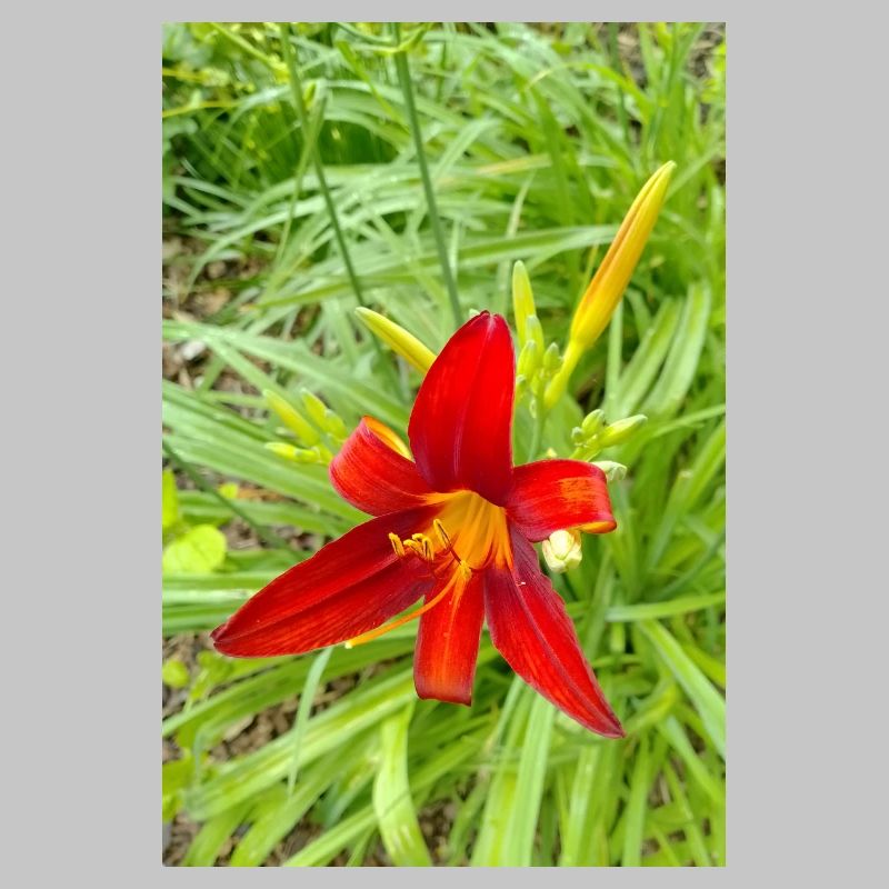 LYS DE FEU