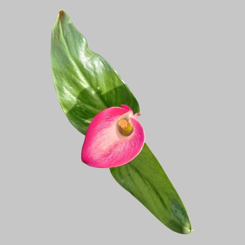 Pink Calla Blossom