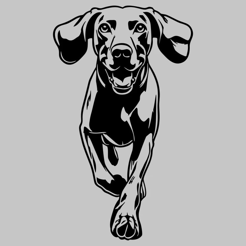Weimaraner
