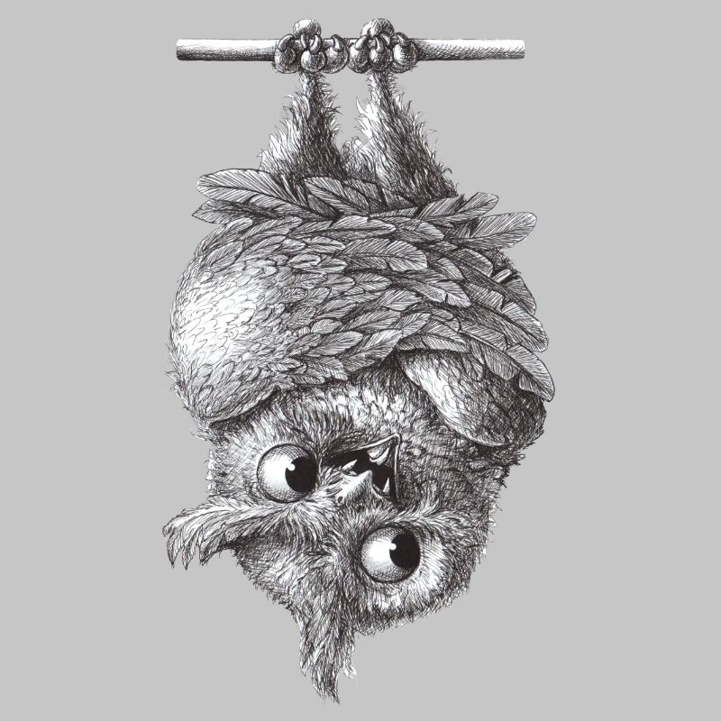 Vampir Eule - Dracula Eule