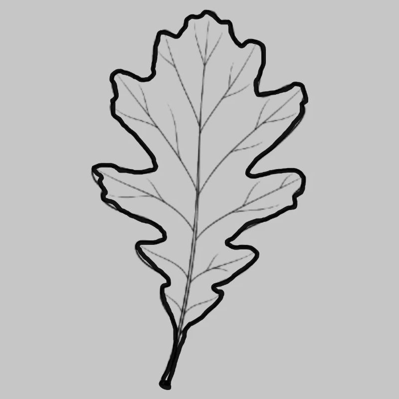 LiGu-Design - Eichenblatt Umriss 