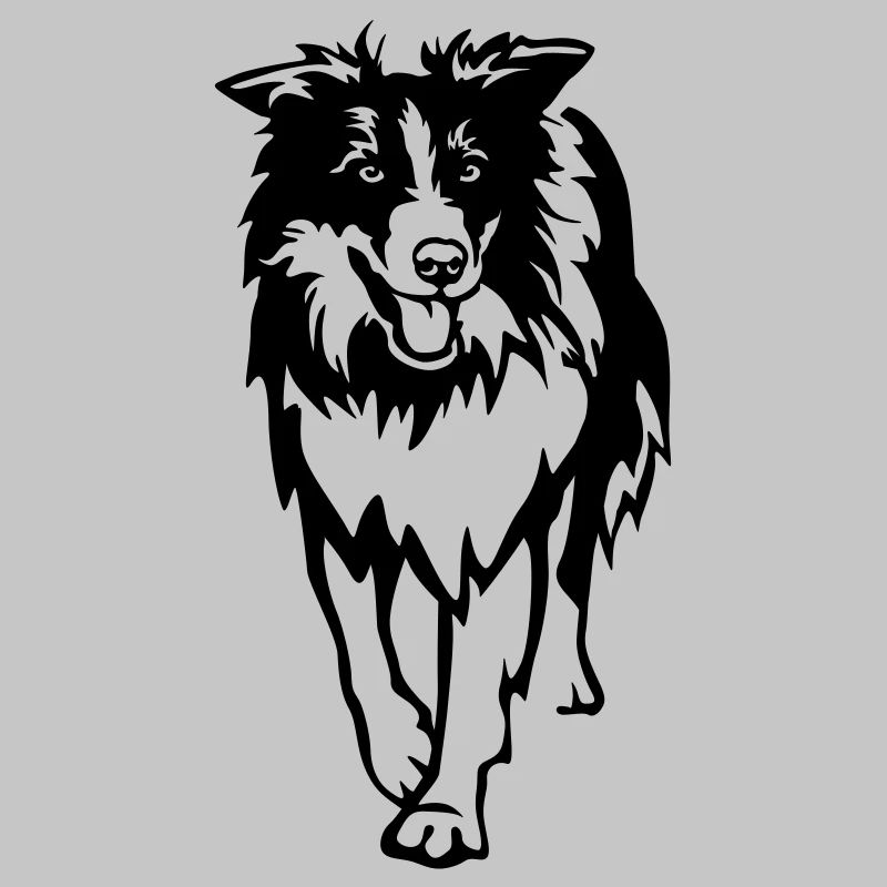 Border Collie