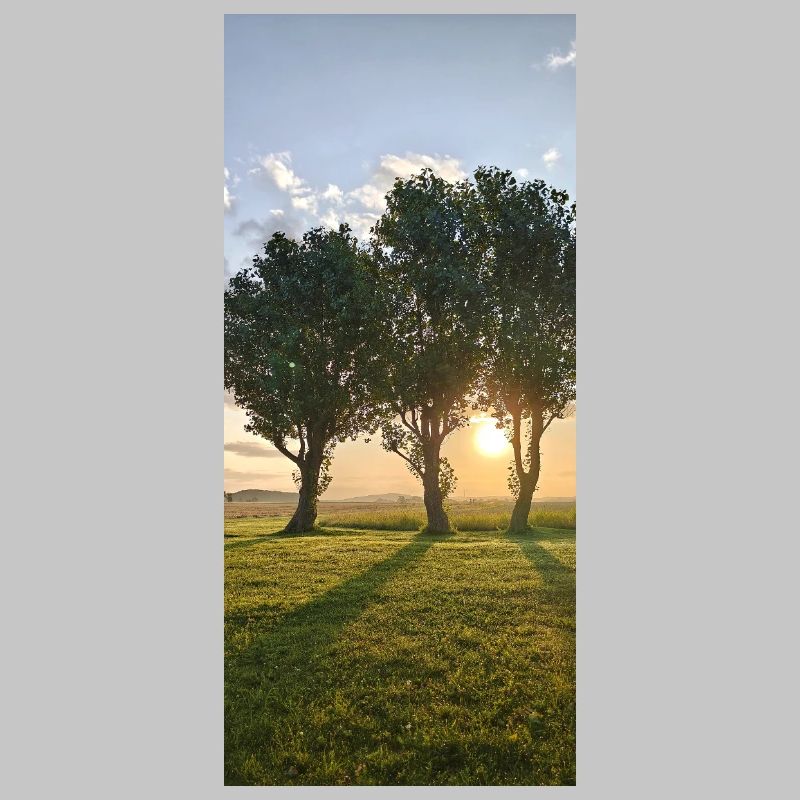 Rangée d’arbres au lever du soleil en Suède