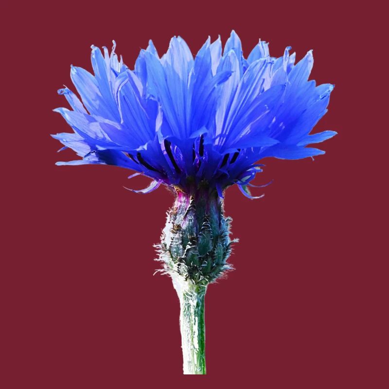 Cornflower