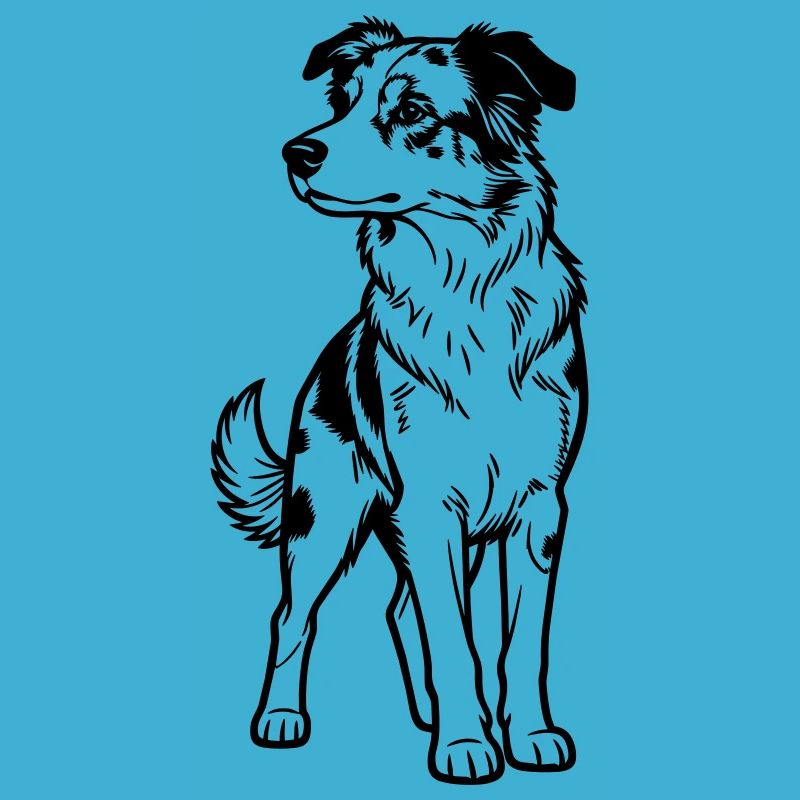 Australischer Schäferhund