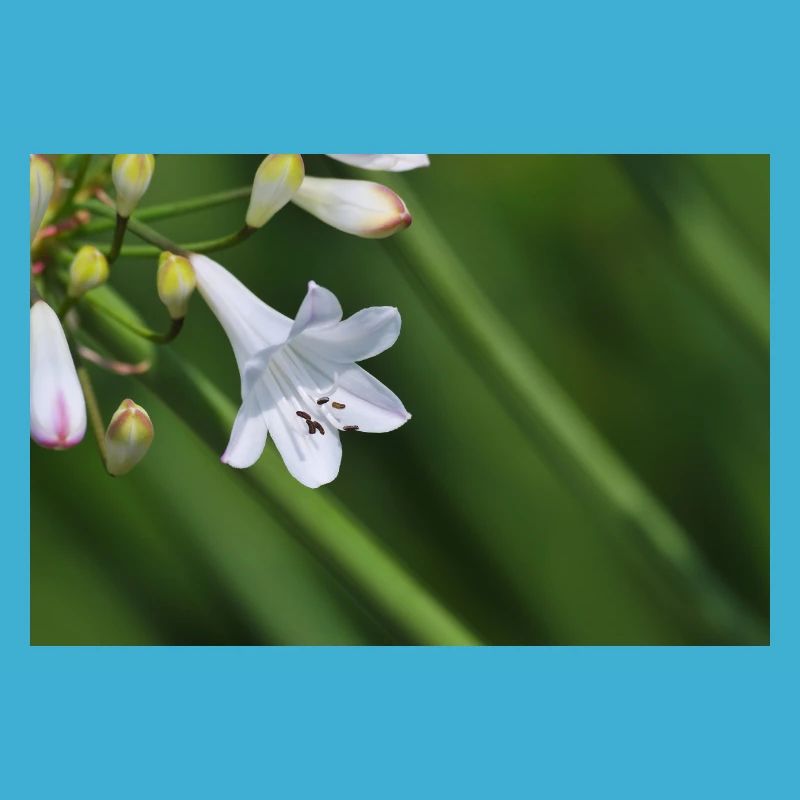 Macro de la fleur de lys blanc