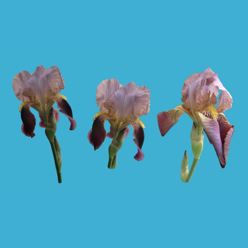 Iris