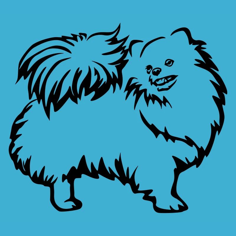 Spitz nain