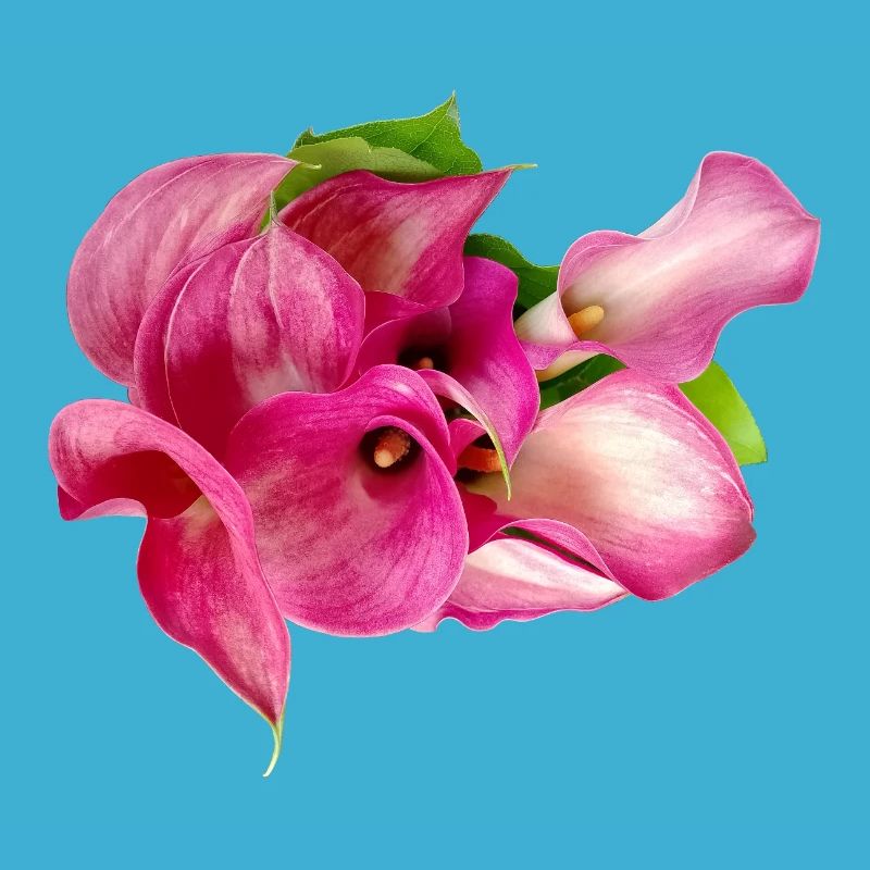 Lys Calla
