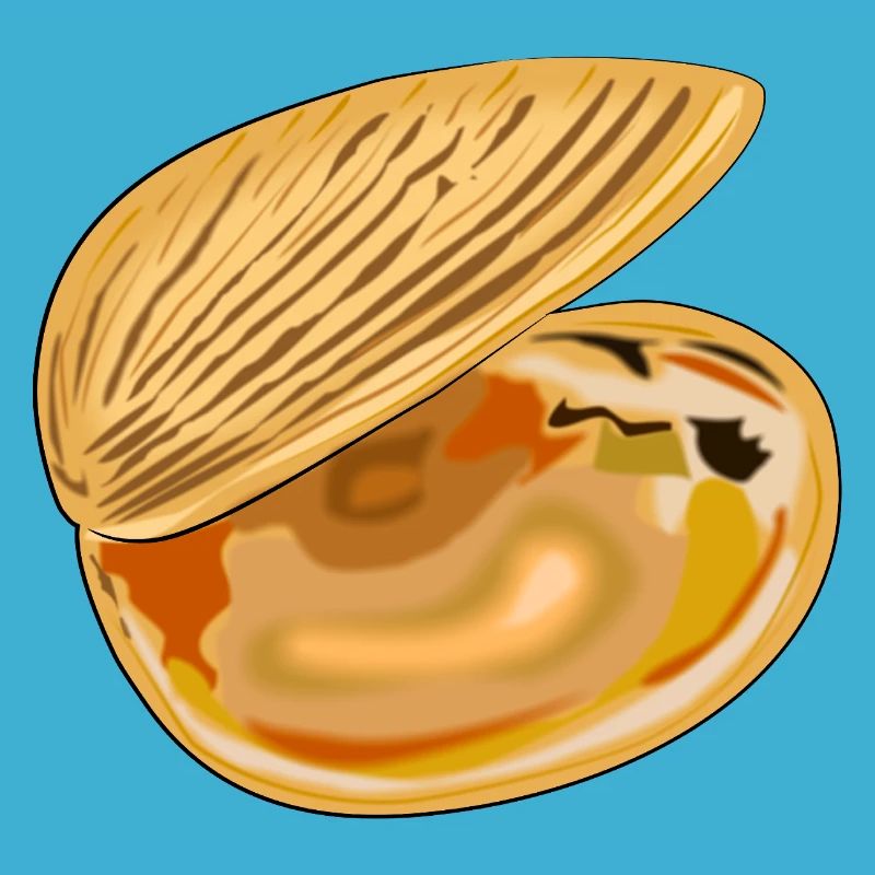 Coquille déployée