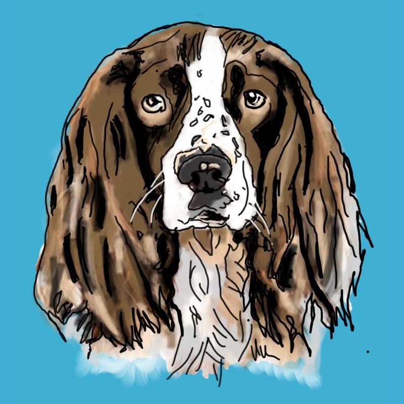 Spaniel