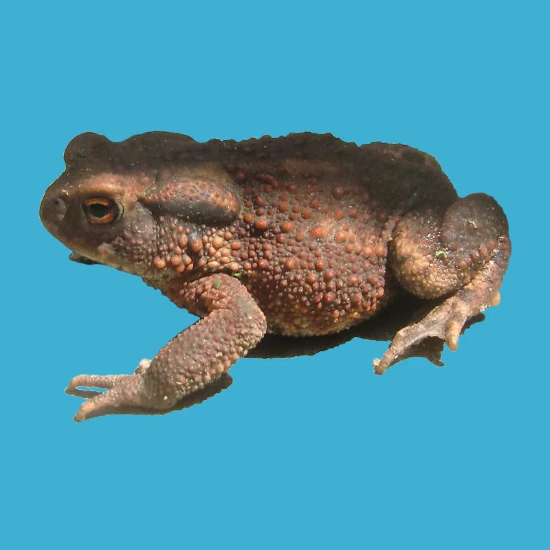 toad