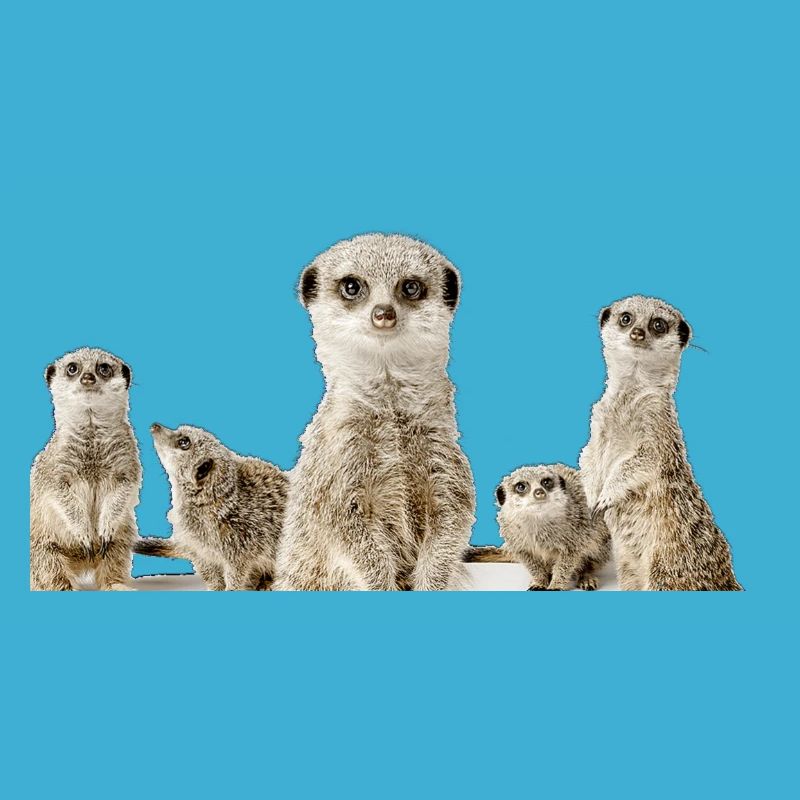Famille de suricates