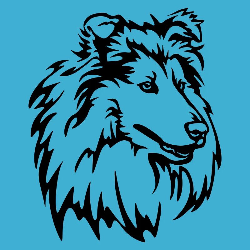Tête de Collie