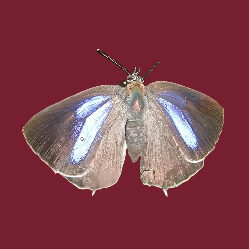 Blauer Eichen-Zipfelfalter