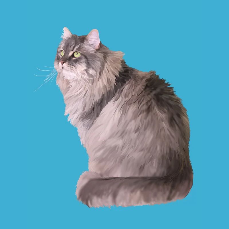 Chat
