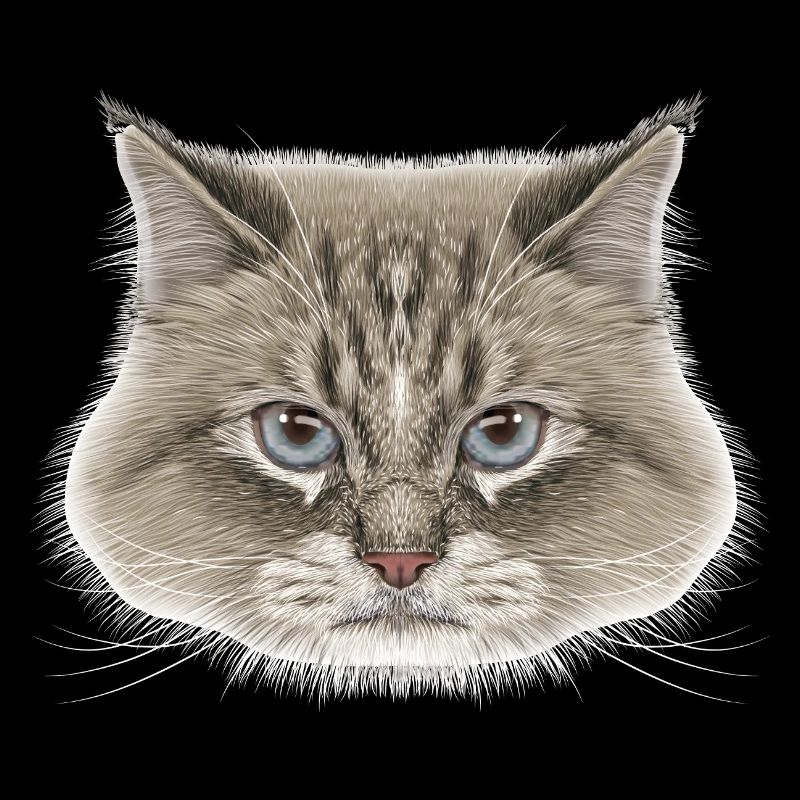 Sibirische Katze 