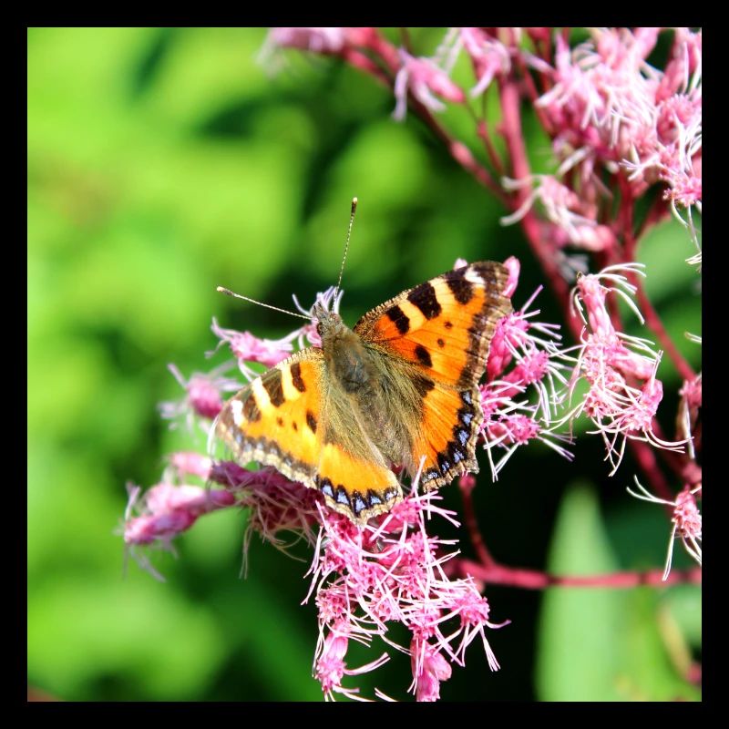 Papillons