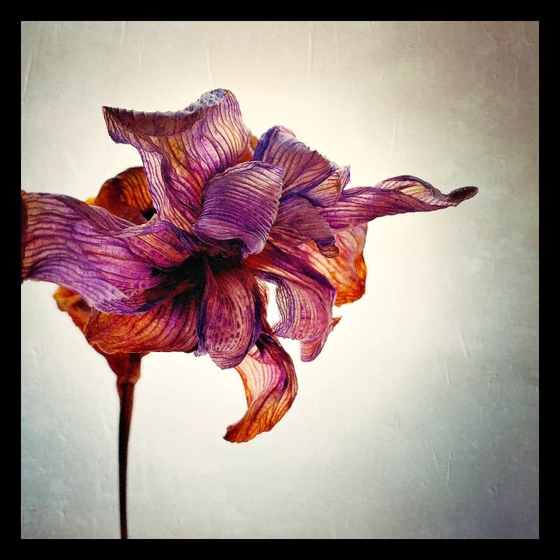 Fleur fanée