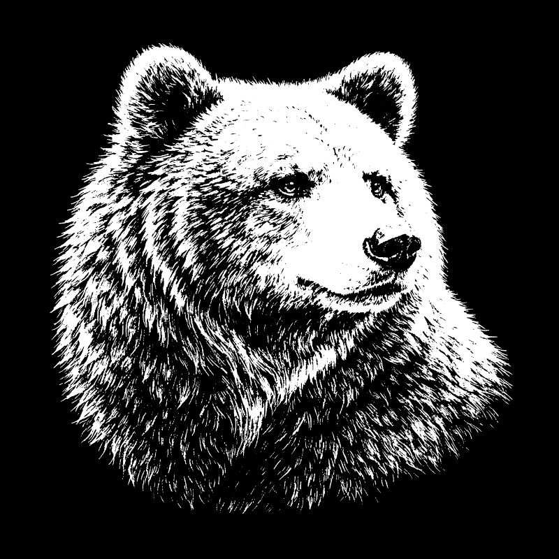 Bear – realistic graphics in black and white