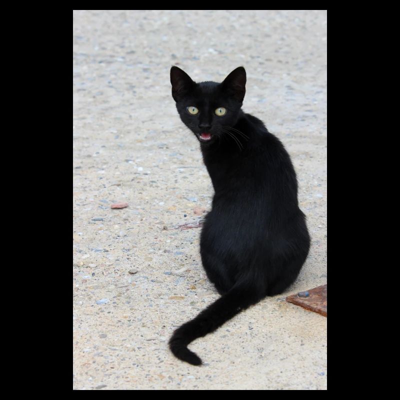Katze schwarz