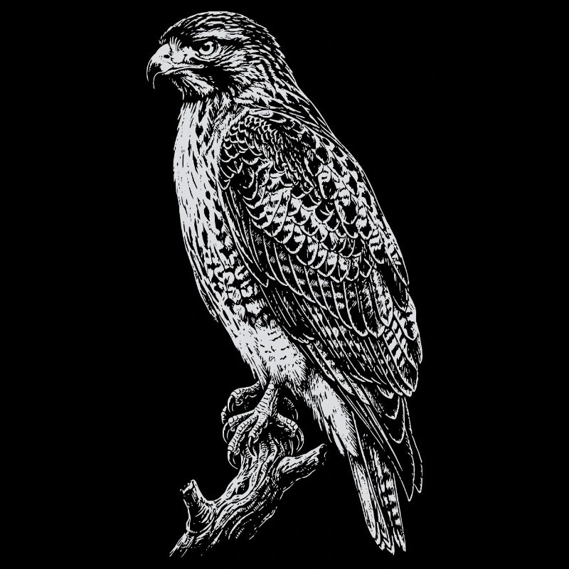 Nocturnal Hawk Line Art