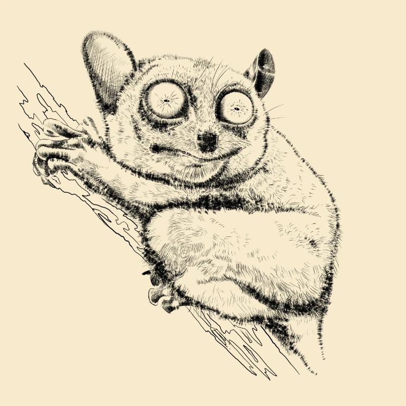 Tarsier