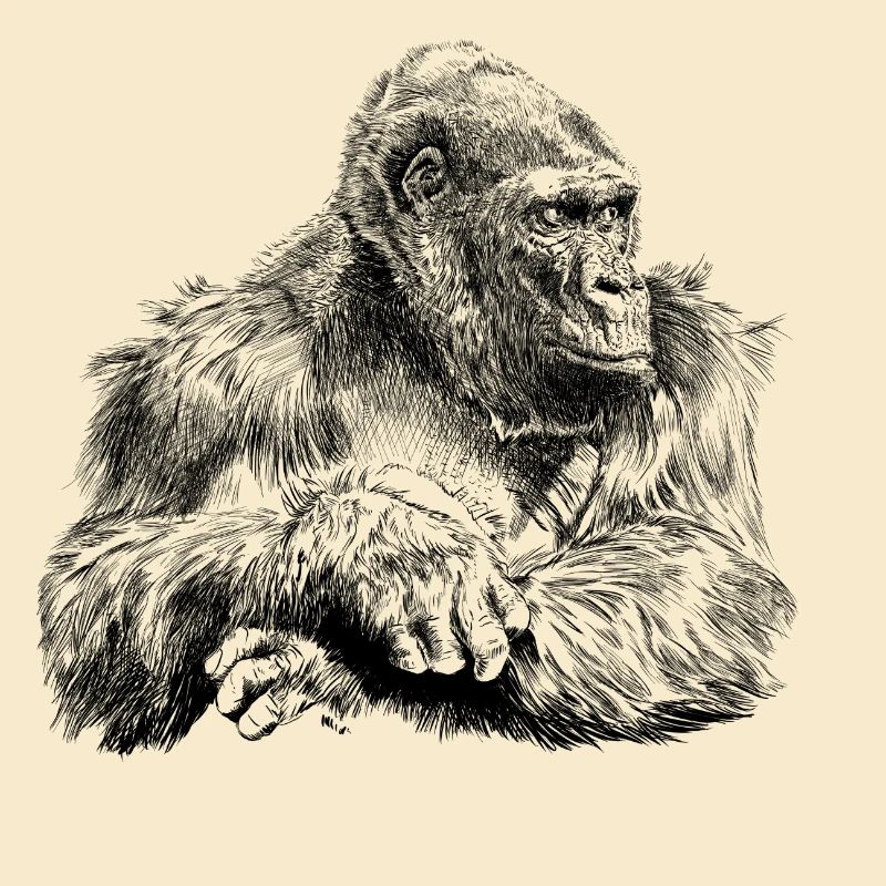 gorilla