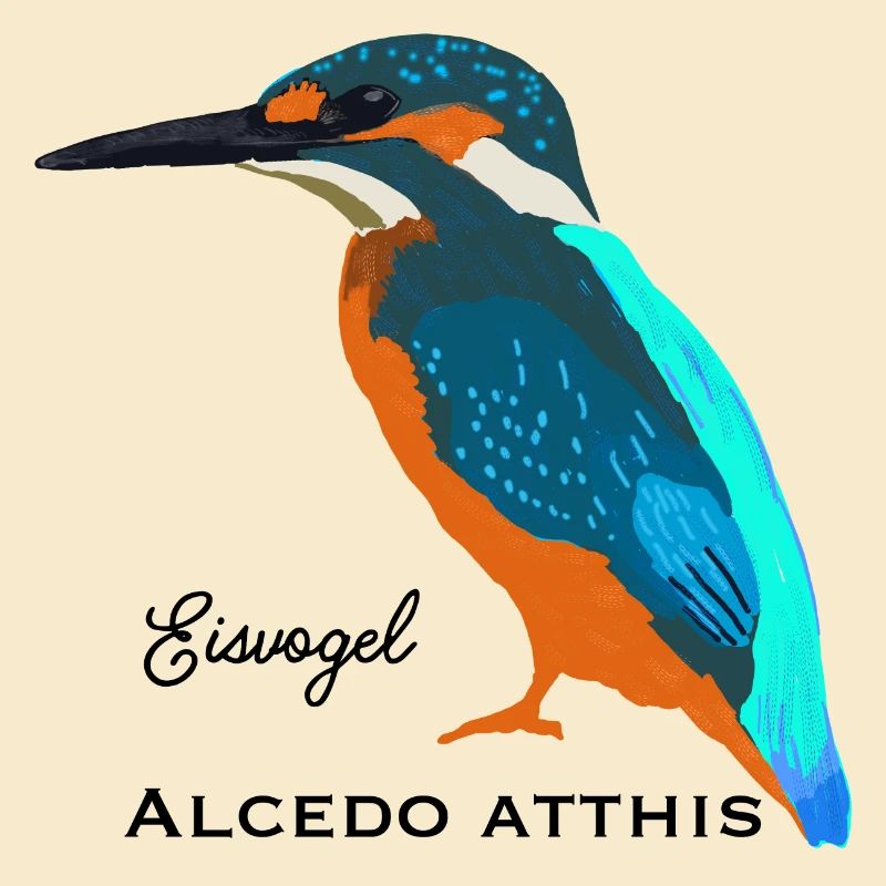 Eisvogel, Wissenschaftliche / Deutsche Bezeichnung