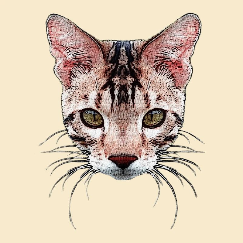 bengal katze, besitzer, verschenken