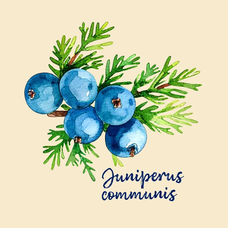 Juniperus communis - illustration botanique